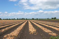 The Farm