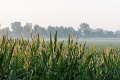 The Farm 4