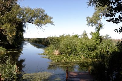 The Marsh