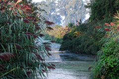 The Marsh 2