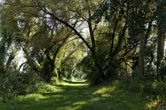 The Marsh 4