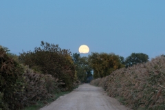 The Marsh 1