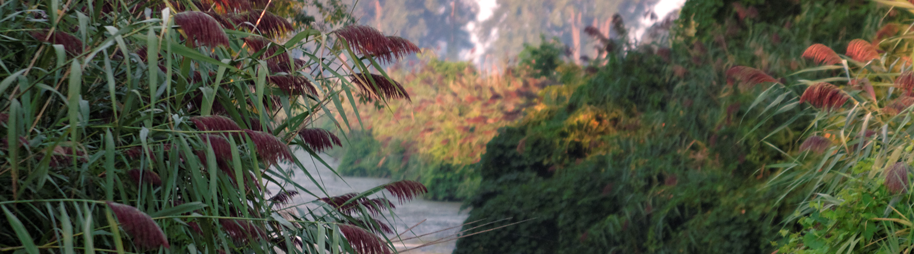 Mud Creek Contact Header